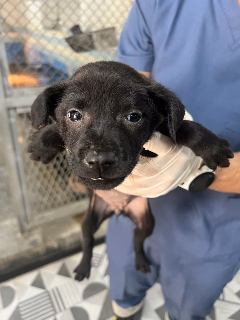 Black young female mixed-breed dog, Small, shelter no. …6018