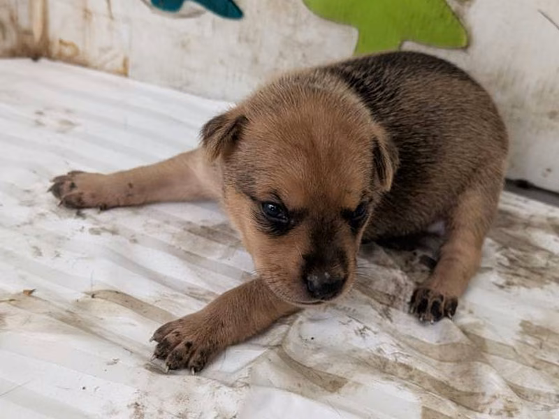 Tan young male mixed-breed dog, Medium, shelter no. …2411
