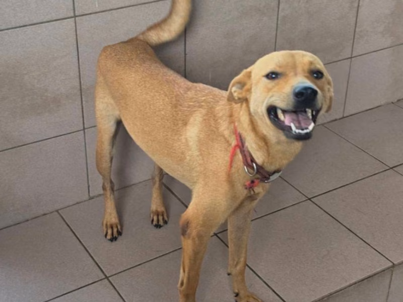 Tan adult female mixed-breed dog, Medium, shelter no. …8-08