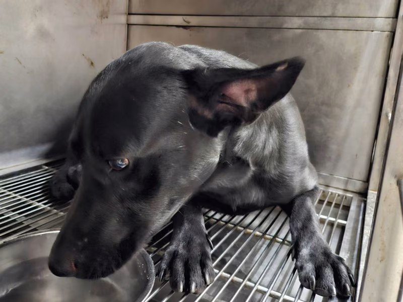 Black adult male mixed-breed dog, Medium, shelter no. …1406