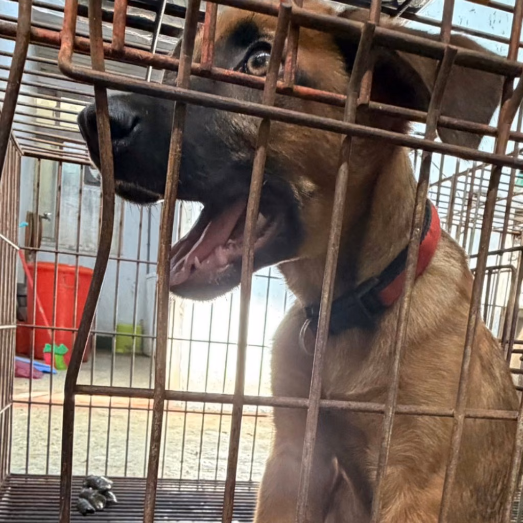 Tan adult male mixed-breed dog, Medium, shelter no. …6-03