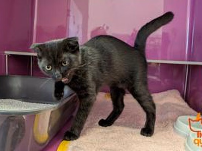 Black young male Scottish Fold, shelter no. …3910