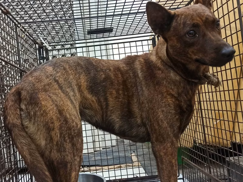 Tabby adult female mixed-breed dog, Medium, shelter no. …9D01