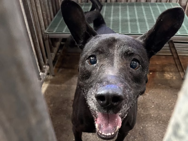 Black adult female mixed-breed dog, Medium, shelter no. …1002