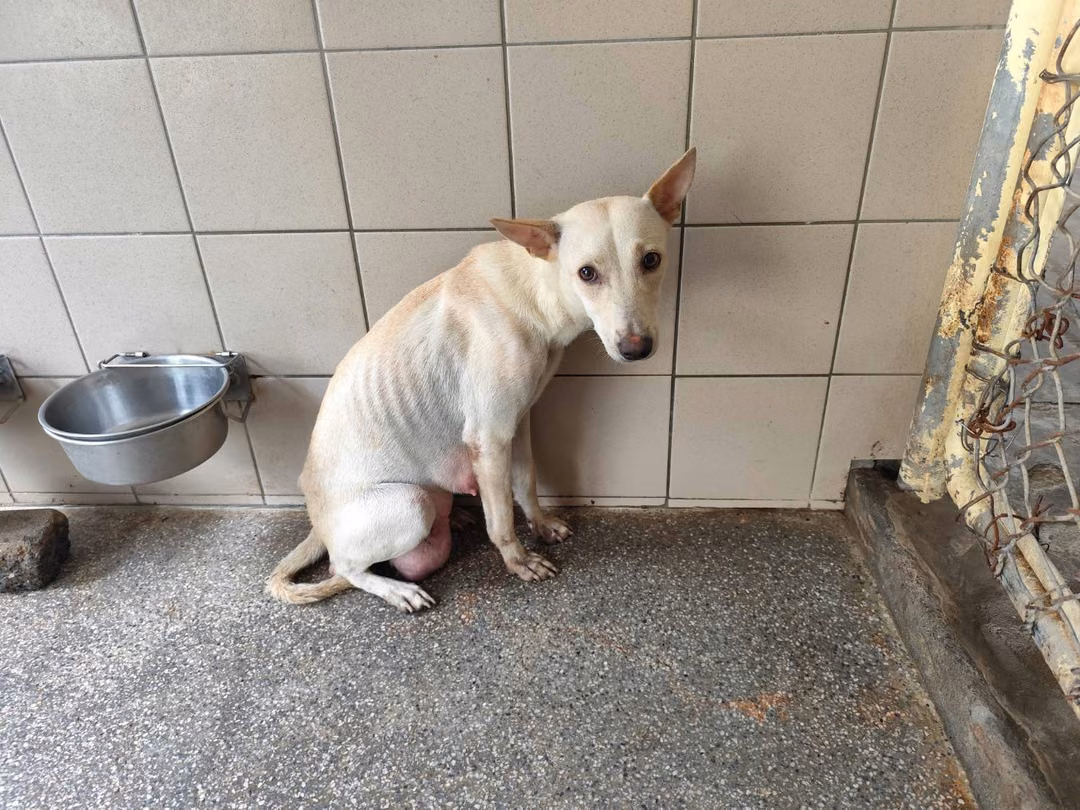 White adult female mixed-breed dog, Large, shelter no. …0709