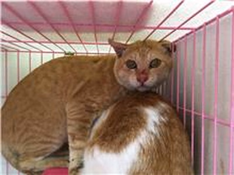 ミックス猫（オス・成猫・茶とトラ）、中型, 施設番号 …1510