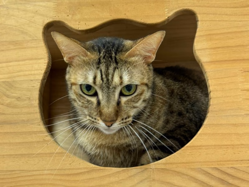 Tabby adult female mixed-breed cat, Small, shelter no. …1005