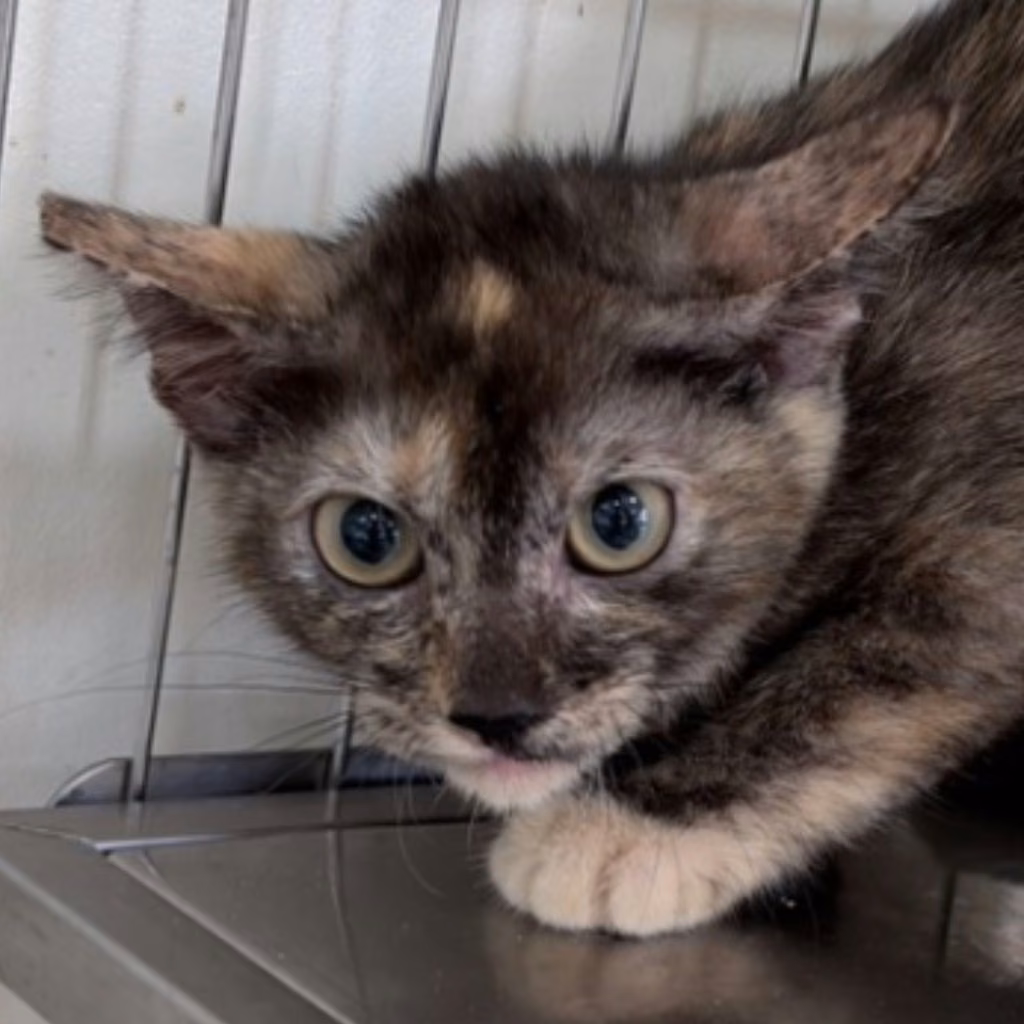 Young female mixed-breed cat, Small, shelter no. …2C08