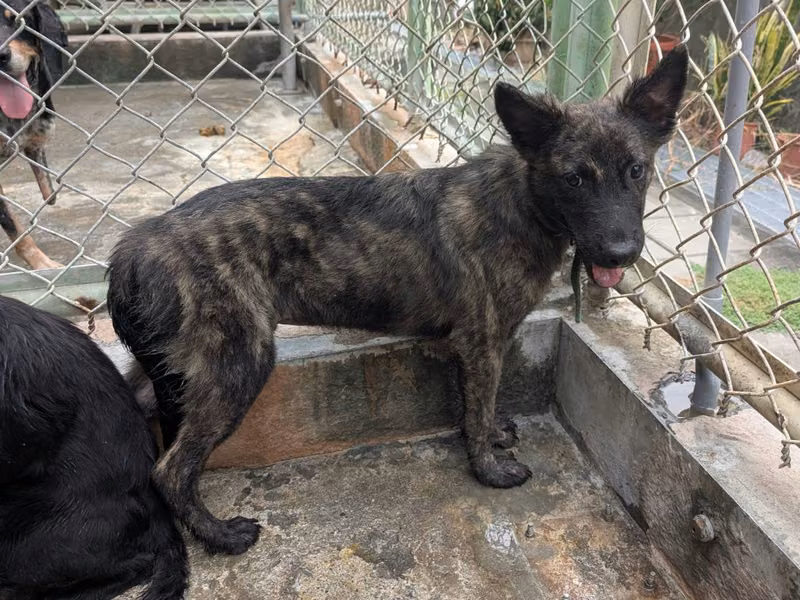 Tabby adult male mixed-breed dog, Medium, shelter no. …1408