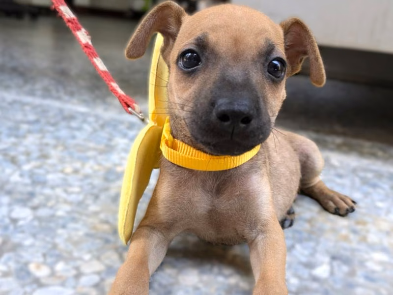 Perro mestizo macho joven, Pequeño, refugio n.º …5003