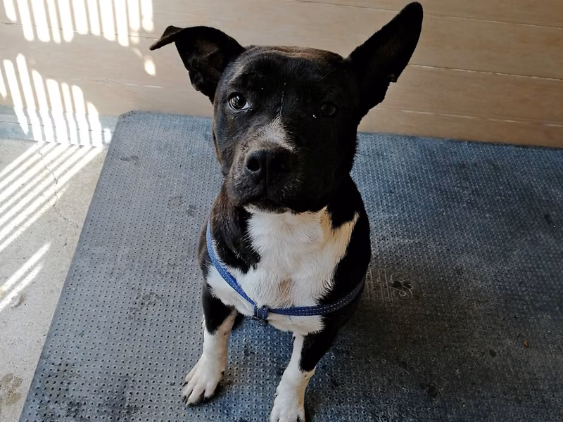 Flapy, Senior · Male · Medium · Mixed breed