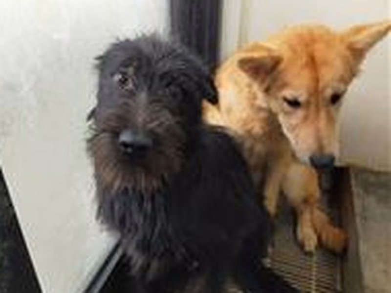 Black adult male mixed-breed dog, Large, shelter no. …0040