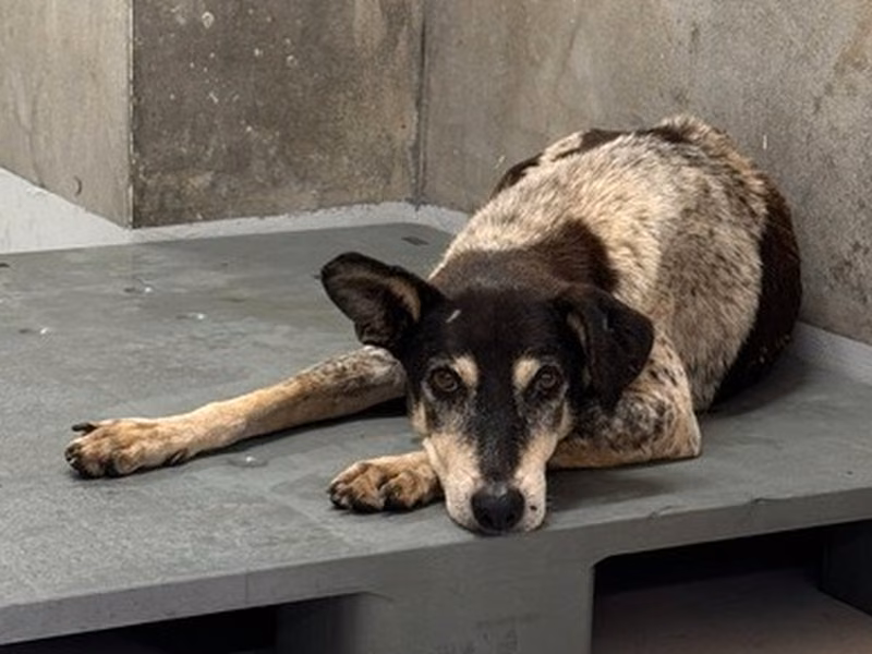 Black-and-white adult female mixed-breed dog, Large, shelter no. …6001