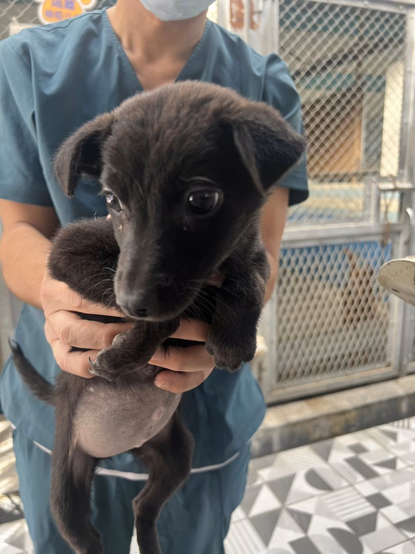 Black young female mixed-breed dog, Small, shelter no. …7033