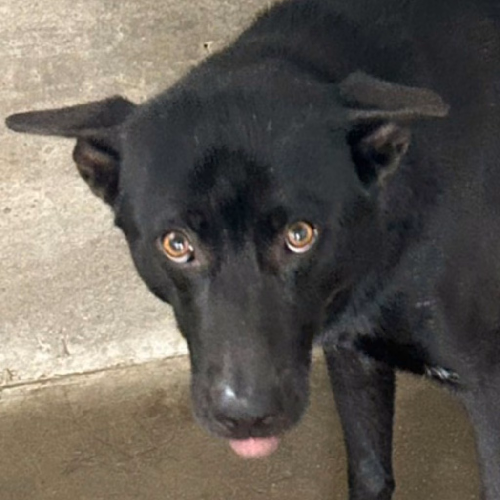Black adult male mixed-breed dog, Large, shelter no. …7015