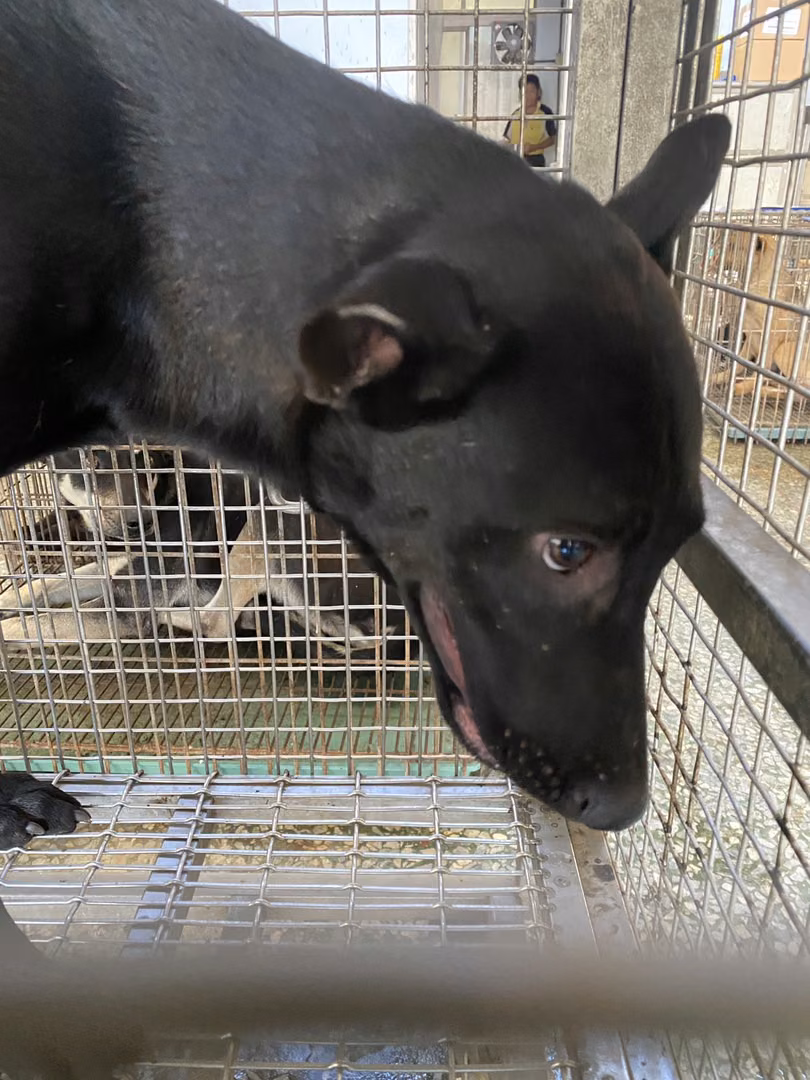 Black adult female mixed-breed dog, Medium, shelter no. …1-01