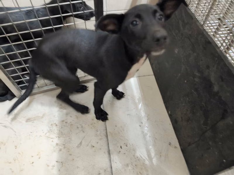 Black adult female mixed-breed dog, Large, shelter no. …0802