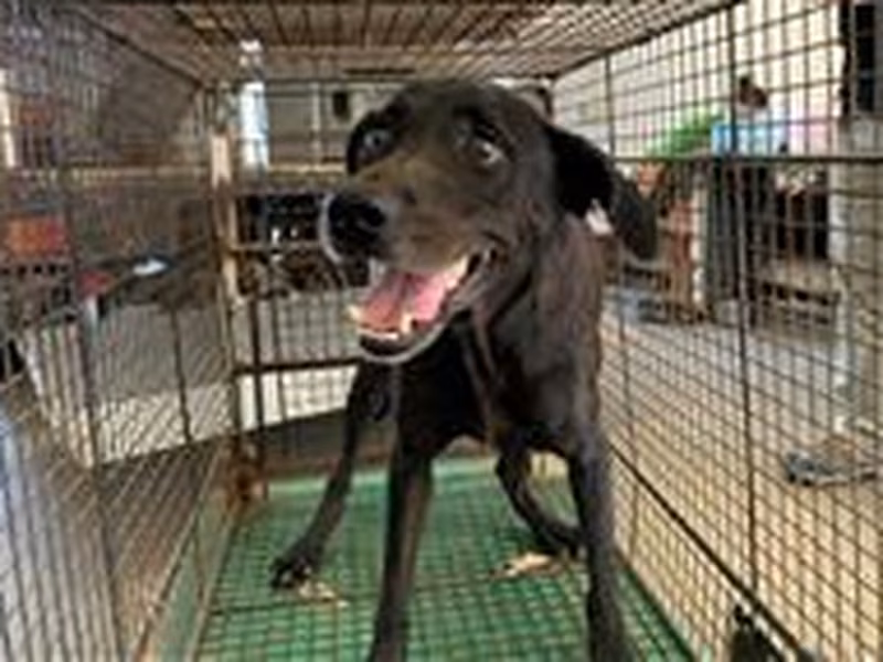 Black adult female mixed-breed dog, Medium, shelter no. …0006
