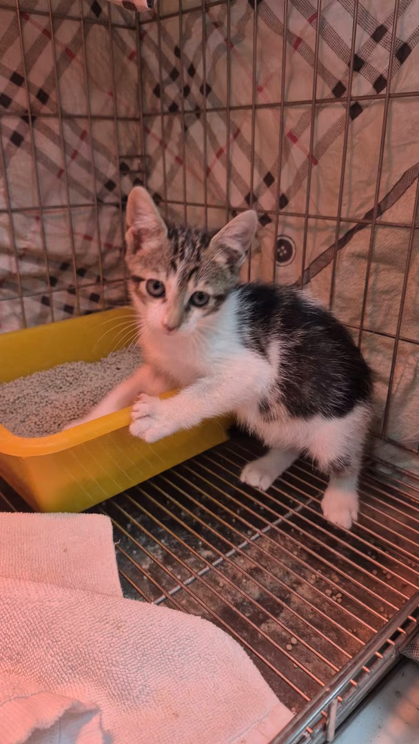 Tabby-and-white young female mixed-breed cat, Small, shelter no. …0002