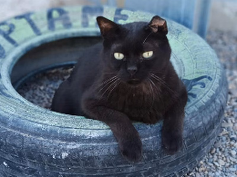 Huesitos、成犬・成猫 · オス · ヨーロピアンショートヘア