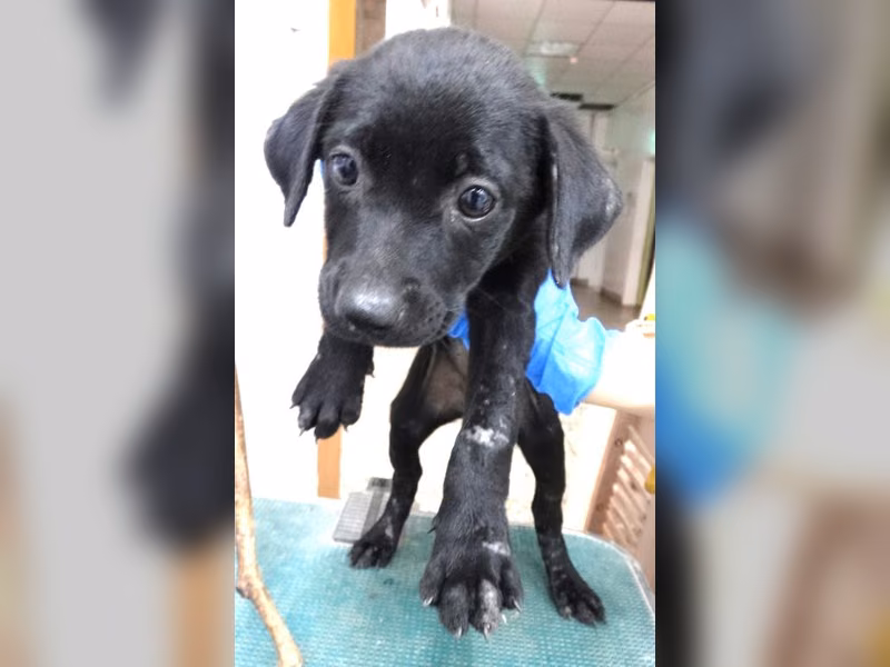 Black young female mixed-breed dog, Small, shelter no. …1702