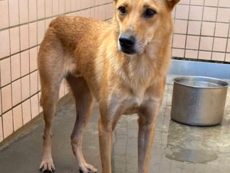 Tan adult male mixed-breed dog, Medium, shelter no. …9001