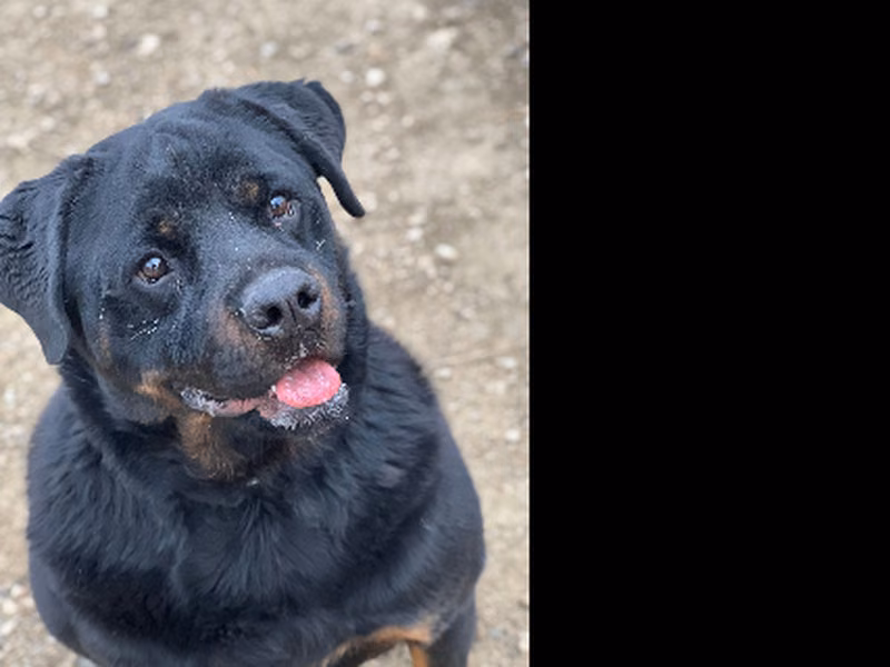 Adriano, Matanda na · Lalaki · Katamtaman · rottweiler