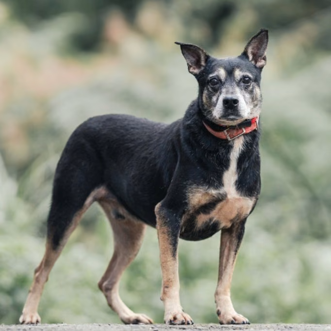 Black-and-tan adult male mixed-breed dog, Medium, shelter no. …2008