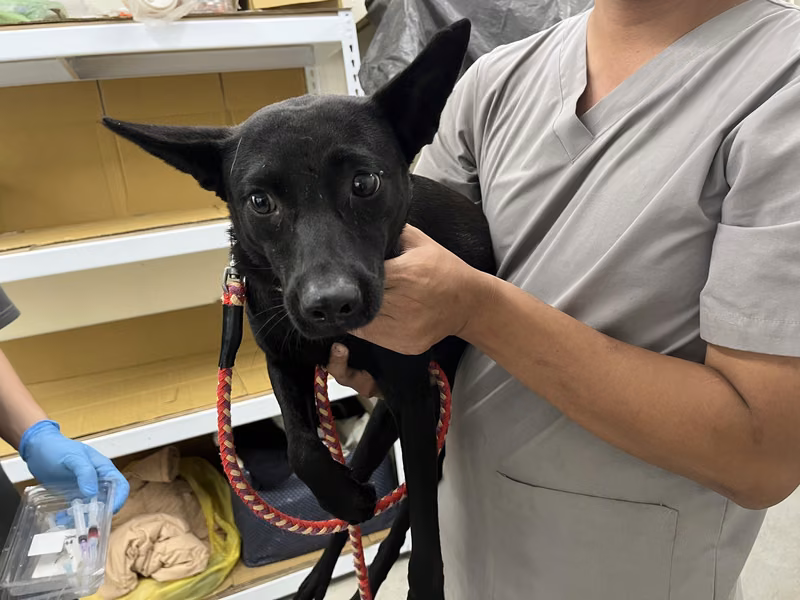 Black adult female mixed-breed dog, Medium, shelter no. …2603