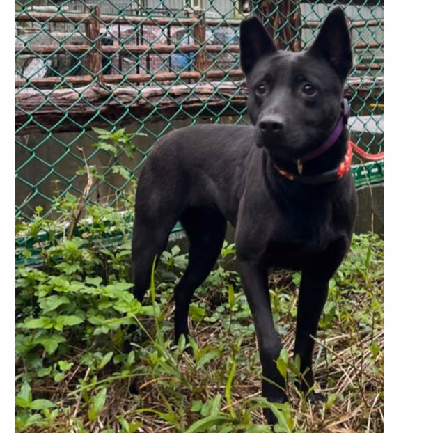 Black adult female mixed-breed dog, Medium, shelter no. …0001