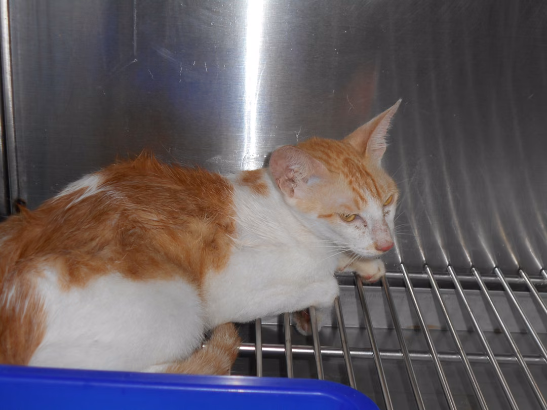 Tabby-and-white adult male mixed-breed cat, Medium, shelter no. …7017