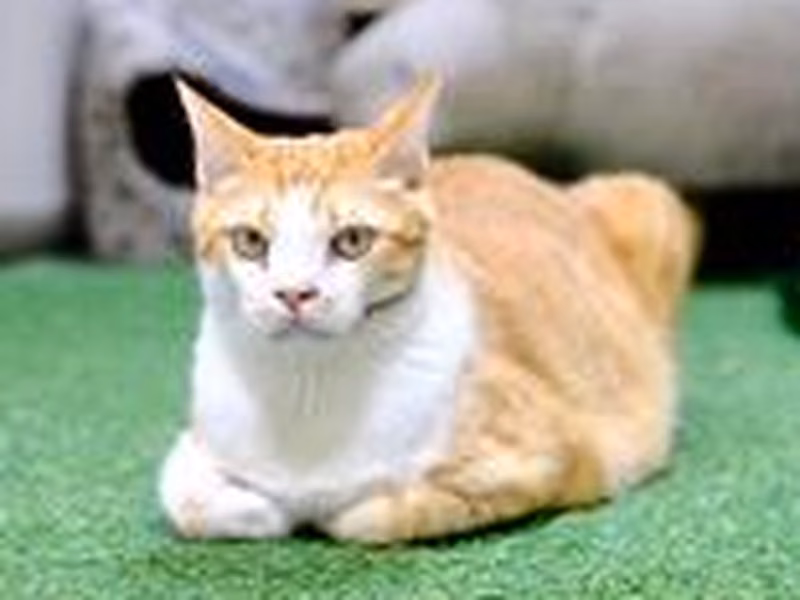 Patched adult male mixed-breed cat, Medium, shelter no. …0-01