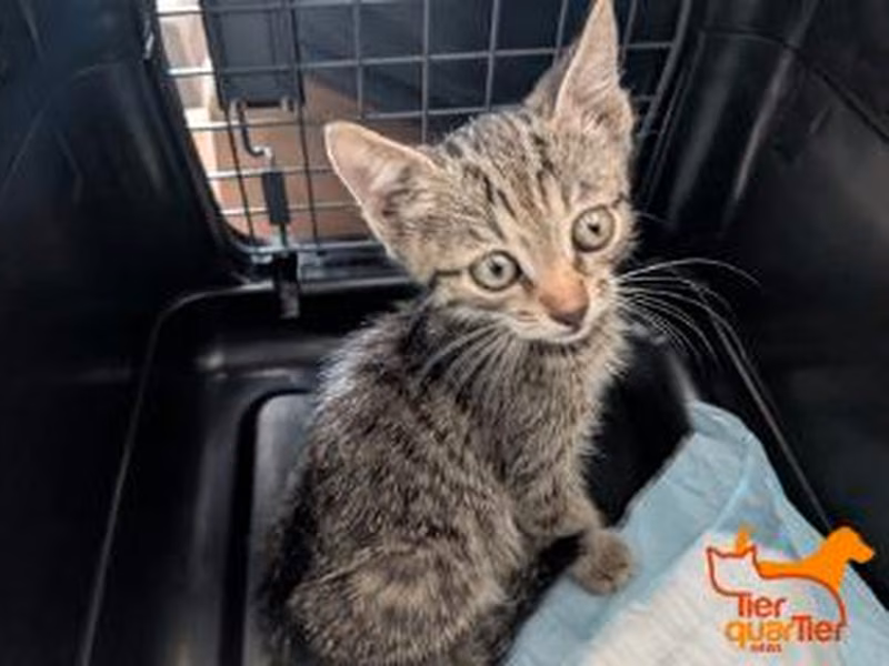 Brown tabby young male European Shorthair, shelter no. …4133