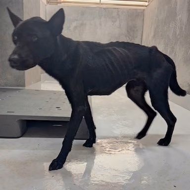 Black adult male mixed-breed dog, Large, shelter no. …8001