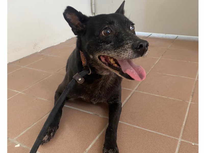 Black adult female mixed-breed dog, Medium, shelter no. …0107