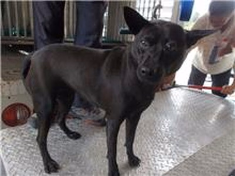 Black adult female mixed-breed dog, Medium, shelter no. …9064