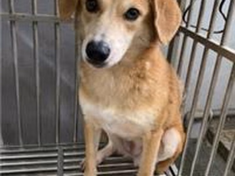 Tan adult female mixed-breed dog, Medium, shelter no. …2001