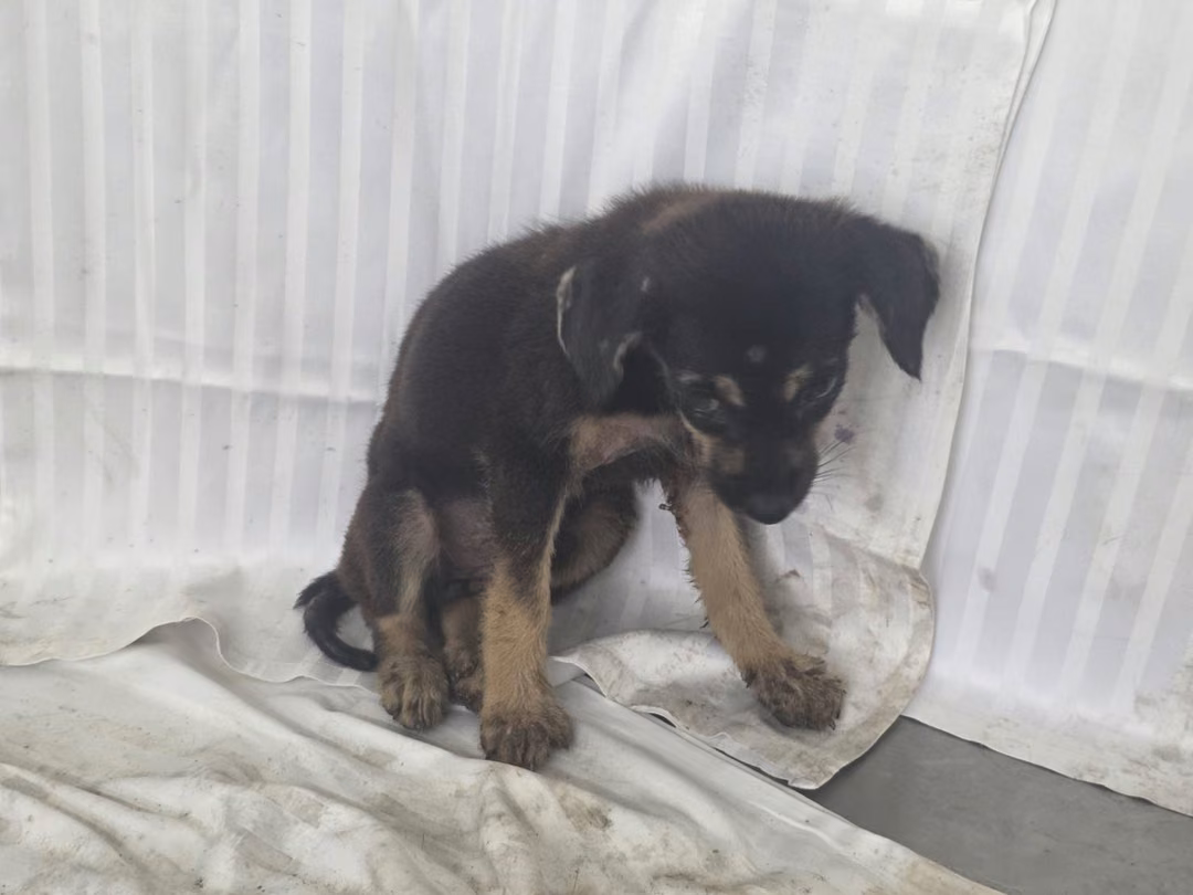 Black young male mixed-breed dog, Small, shelter no. …0601