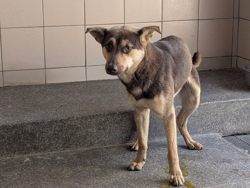 Brown adult male mixed-breed dog, Large, shelter no. …1403