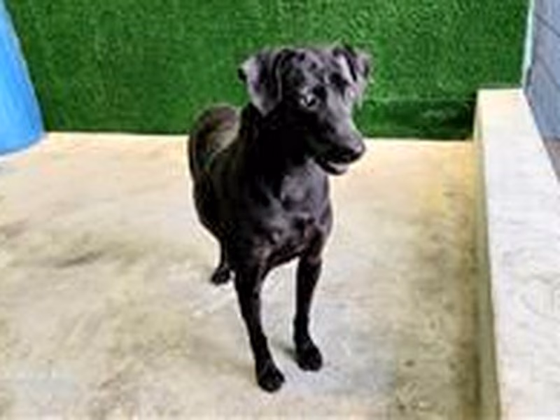 Black adult female mixed-breed dog, Medium, shelter no. …9612