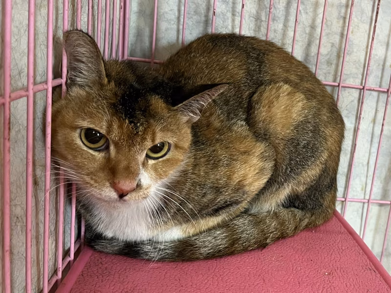 Calico adult female mixed-breed cat, Medium, shelter no. …0910