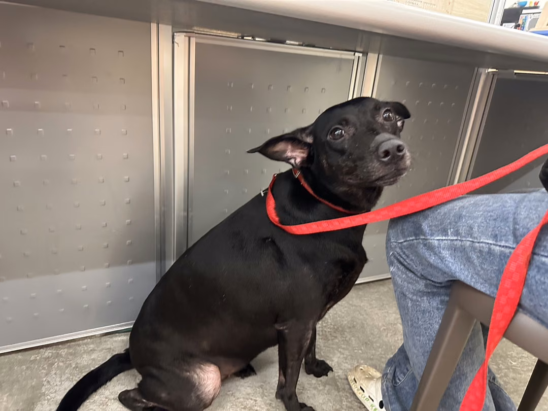 Black adult female mixed-breed dog, Medium, shelter no. …2305