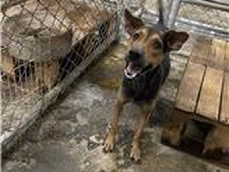 Black-and-tan adult male mixed-breed dog, Medium, shelter no. …1003