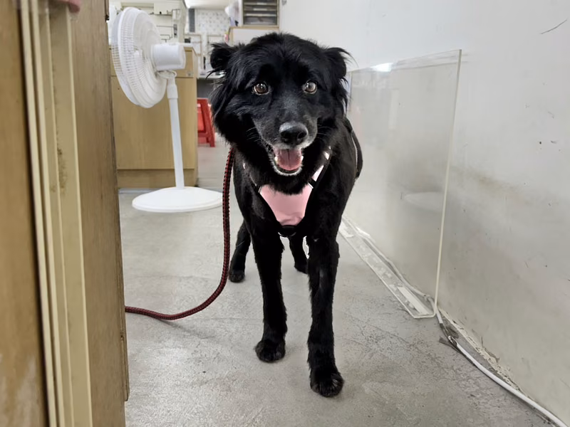 Black adult female mixed-breed dog, Medium, shelter no. …0311