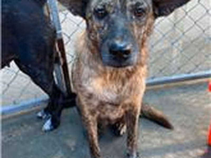 Tabby adult female mixed-breed dog, Medium, shelter no. …2034