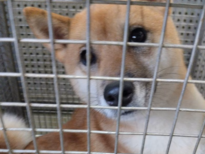 Brown adult female Shiba Inu, Medium, shelter no. …6012