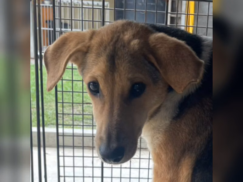 Calico adult male mixed-breed dog, Large, shelter no. …7011