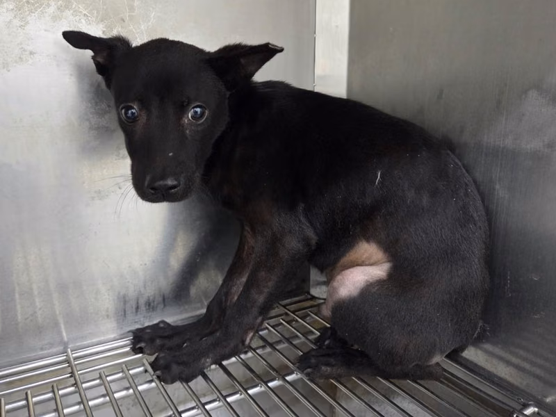 Black young male mixed-breed dog, Small, shelter no. …1705
