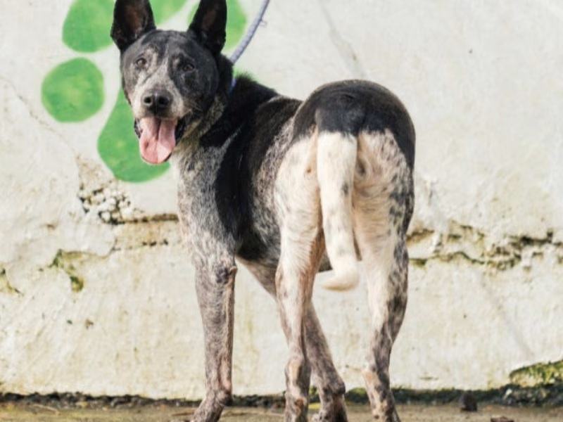 Tabby adult male mixed-breed dog, Medium, shelter no. …1104