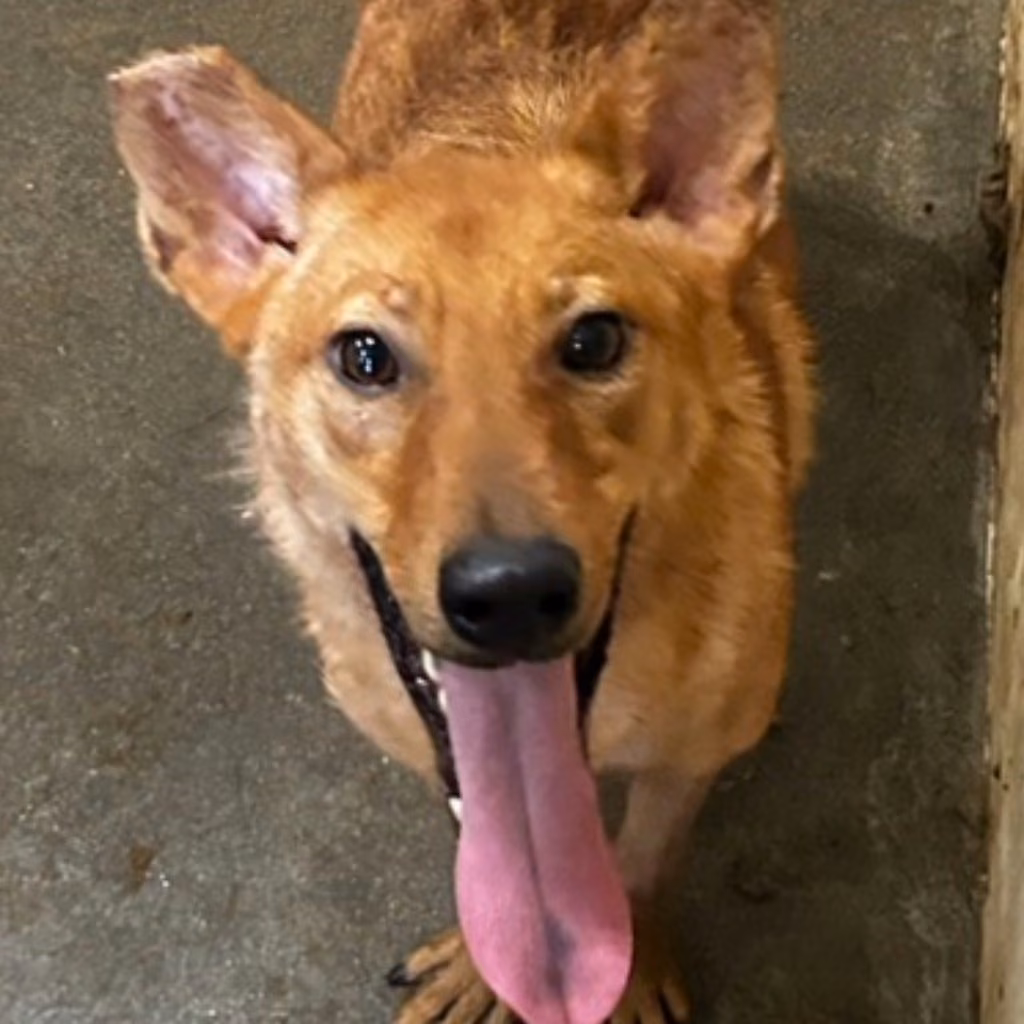 Tan adult female mixed-breed dog, Medium, shelter no. …6004